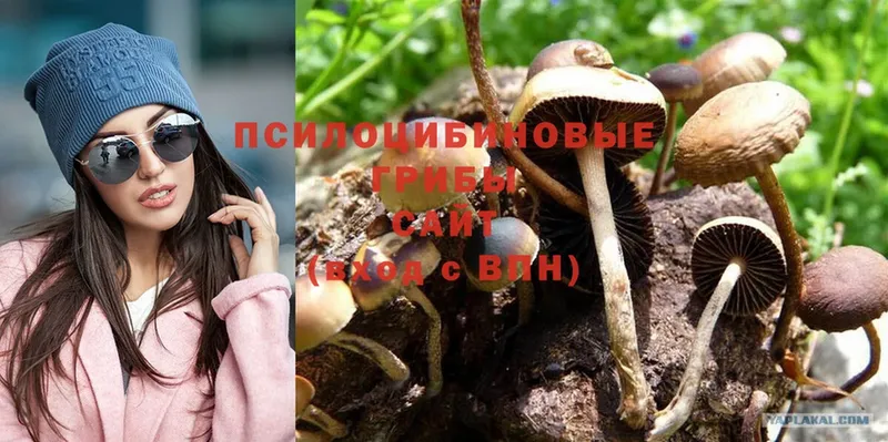 Псилоцибиновые грибы MAGIC MUSHROOMS  купить наркотик  Камызяк 